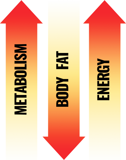 Metabolism, Body Fat, Energy